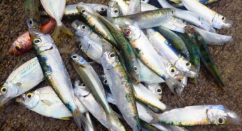 【冬の沖縄本島⑤】漁港で釣り＆定番の斎場御嶽、地元の方と話してみよう！（出会った人たちの章）