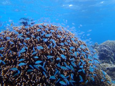 沖縄のシュノーケルで実際に見られた魚たちの種類とその確率｜ツッコミを入れながら画像でレポート
